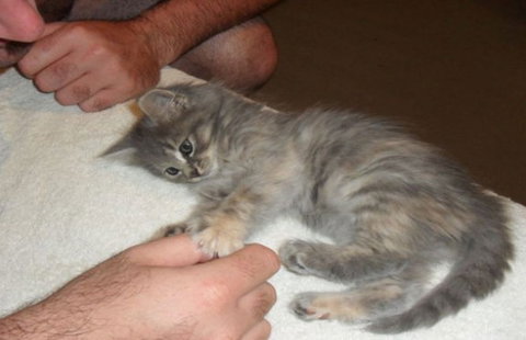 Kensington Veterinary Clinic - Vets Perth 1