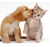 Aldgate Veterinary Clinic - Vets Perth