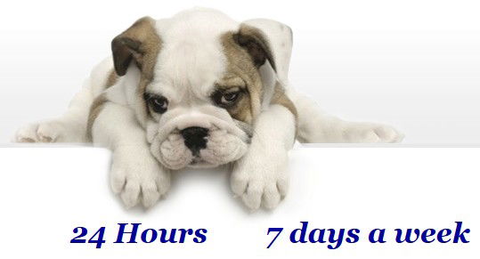 Varsity Lakes QLD Vets Perth