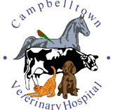 Campbelltown Veterinary Hospital - Vets Perth