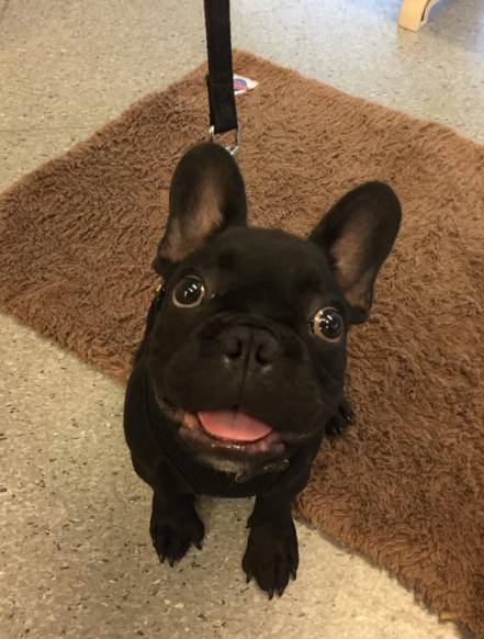 Hubert Maxine - Vets Perth 4