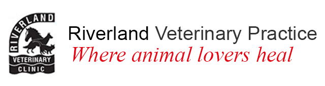 Lindley SA Vets Perth