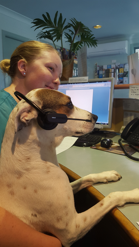 Ballina Veterinary Hospital - Vets Perth 1