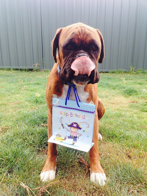 Ballina Veterinary Hospital - Vets Perth 3