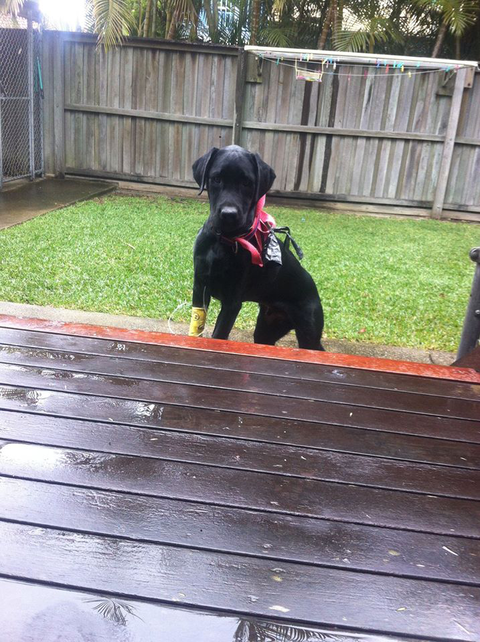 Ballina Veterinary Hospital - Vets Perth 4