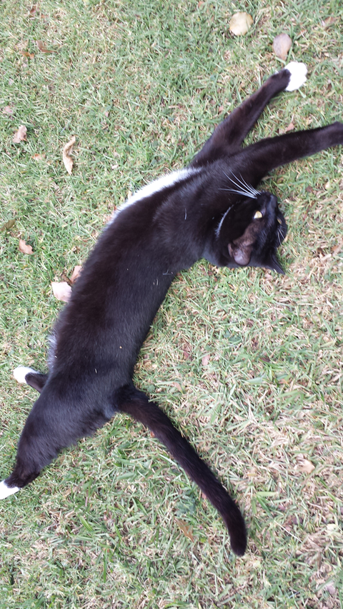 Ballina Veterinary Hospital - Vets Perth 5