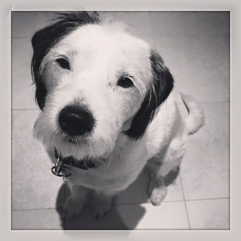 Ballina Veterinary Hospital - Vets Perth 11