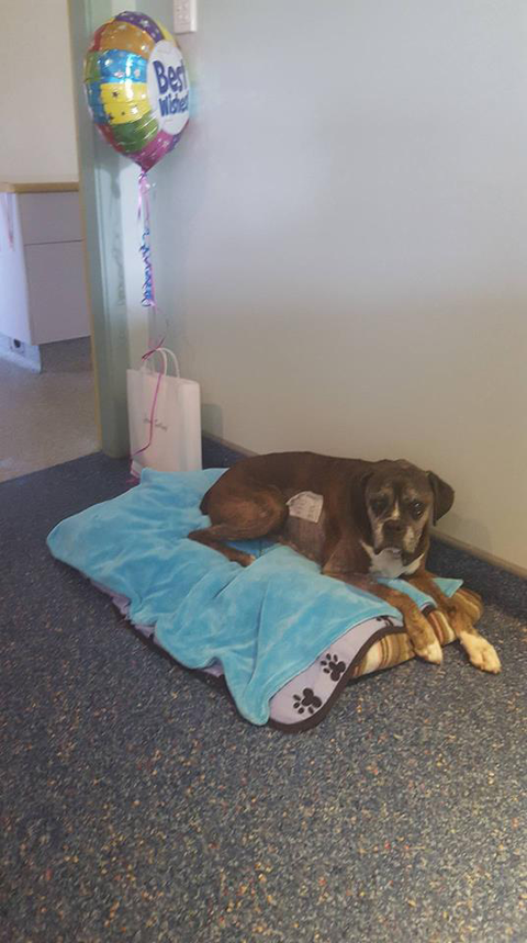 Ballina Veterinary Hospital - Vets Perth 12