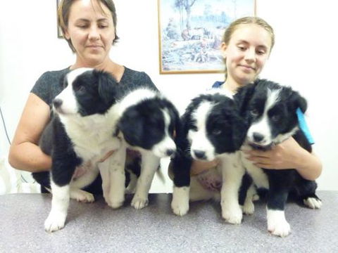 Cooroy Veterinary Surgery - Vets Perth 3