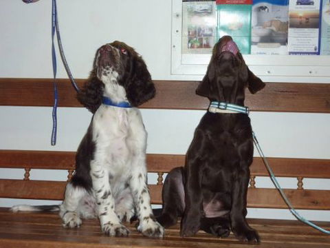 Cooroy Veterinary Surgery - Vets Perth 11