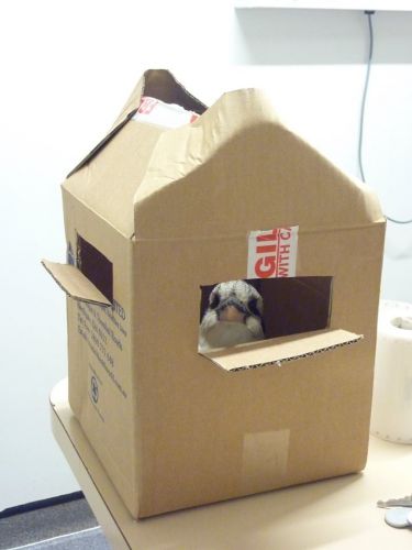 Cooroy Veterinary Surgery - Vets Perth 12