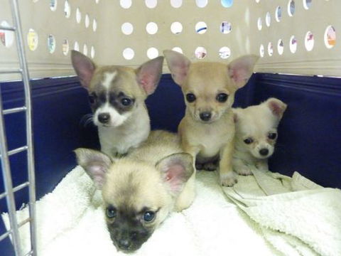 Cooroy Veterinary Surgery - Vets Perth 13