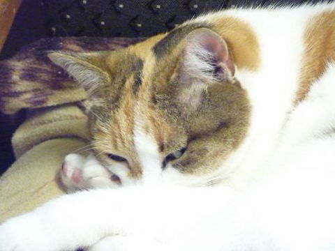 Cooroy Veterinary Surgery - Vets Perth 14