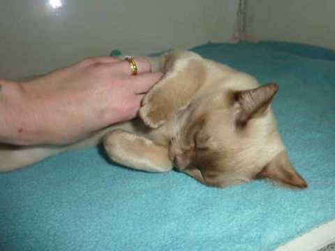 Cooroy Veterinary Surgery - Vets Perth 15