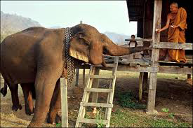 Desert Oaks Veterinary Clinic Pty Ltd - Vets Perth 12