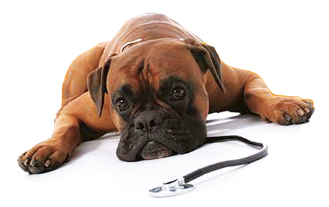 Great Lakes Veterinary Hospital - Vets Perth 1