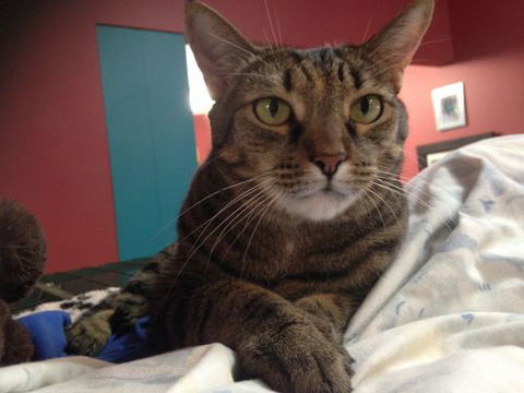 Litchfield Veterinary Hospital - Vets Perth 2