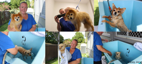 Mayfield Veterinary Hospital - Vets Perth 3