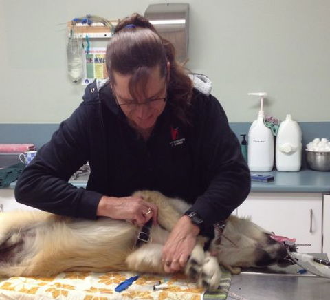 North Bundaberg Vet Surgery Pty Ltd - Vets Perth 1