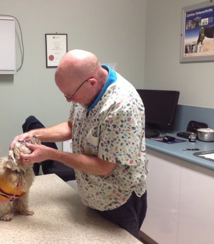 North Bundaberg Vet Surgery Pty Ltd - Vets Perth 2