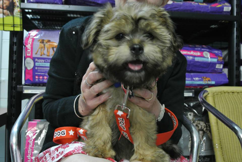 North West Veterinary Clinic - Vets Perth 1