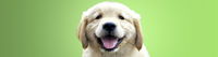 Book Kirrawee Accommodation Vacations Vets Perth Vets Perth