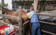 Stabler & Howlett Veterinary Surgeons - thumb 21