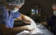 Stabler & Howlett Veterinary Surgeons - thumb 25