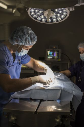 Stabler & Howlett Veterinary Surgeons - Vets Perth 25