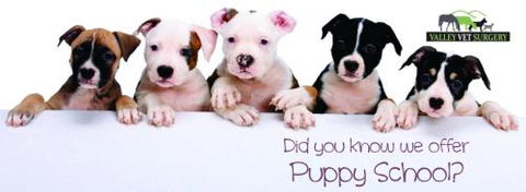 Valley Vet Surgery - Vets Perth 11