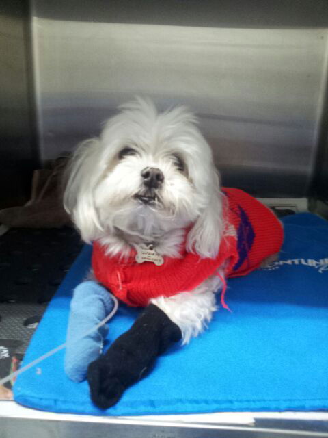 Shaws Veterinary Hospital - Vets Perth 1