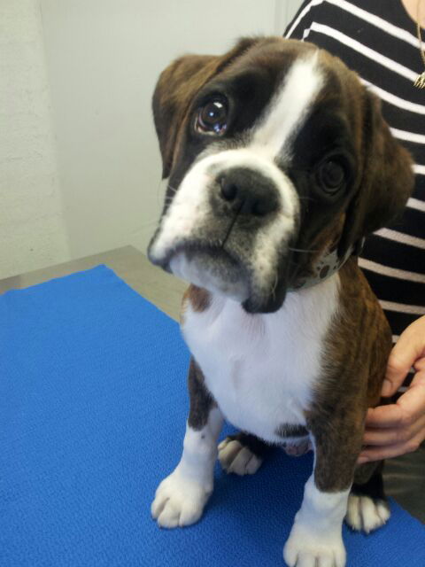 Shaws Veterinary Hospital - Vets Perth 2