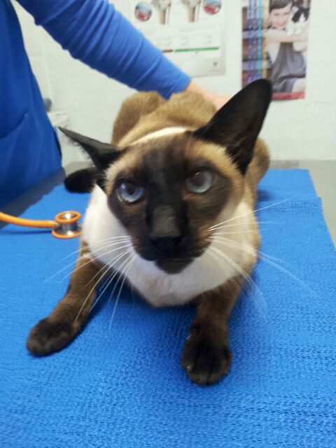 Shaws Veterinary Hospital - Vets Perth 4
