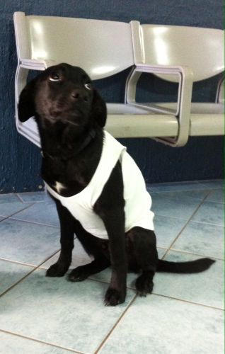 Shaws Veterinary Hospital - Vets Perth 5