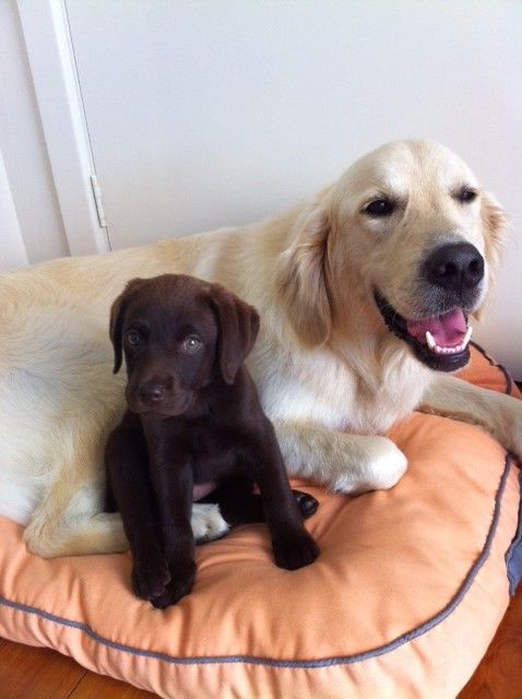 Shoal Bay Veterinary Clinic - Vets Perth 2