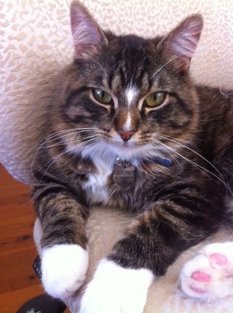 Shoal Bay Veterinary Clinic - Vets Perth 3