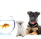 Tarraray Pet Retreat - Vets Perth