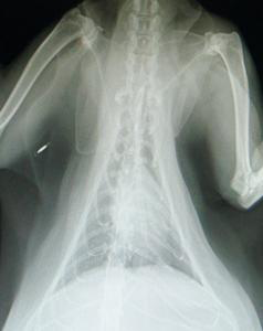 Tropical Queensland Cat Clinic - Vets Perth 3