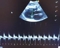 Tropical Queensland Cat Clinic - Vets Perth 5