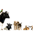 Tropical Vet Services - Vets Perth