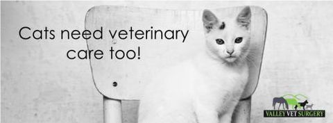 Valley Vet Surgery - Vets Perth 3