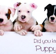 Stephenson Meghan Dr Valley Vet Surgery - Vets Perth