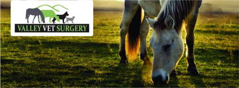 ONeil Cameron Dr Valley Vet Surgery - Vets Perth 1