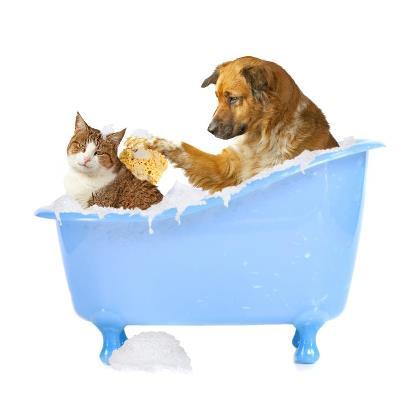 ONeil Cameron Dr Valley Vet Surgery - Vets Perth 4