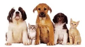 ONeil Cameron Dr Valley Vet Surgery - Vets Perth 5