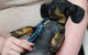 Pert Perry & Evans Veterinary Surgeons - thumb 0