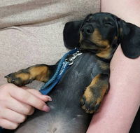 Pert Perry  Evans Veterinary Surgeons - Vets Perth