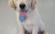 Pert Perry & Evans Veterinary Surgeons - thumb 1