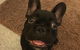 Pert Perry & Evans Veterinary Surgeons - thumb 4