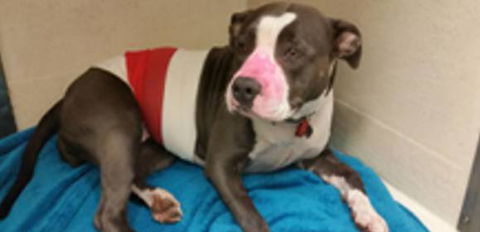 Dr Olivia Lemmon - Vets Perth 0